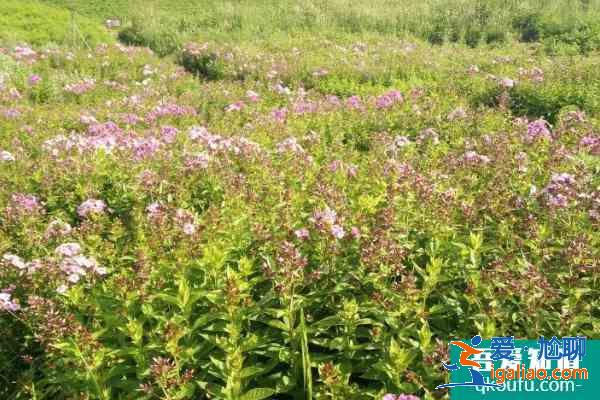 2021新源野果林最佳參觀時間? 2021新源野果林最佳參觀時間?