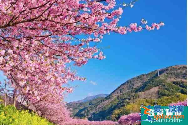 2021紹興看花的地方有哪些 紹興賞花指南？