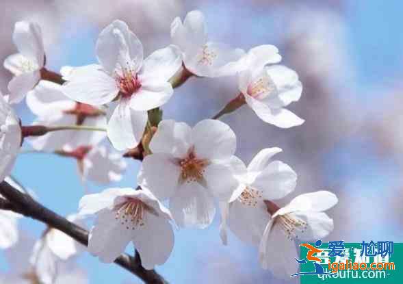 中國(guó)游客為何喜歡看櫻花？