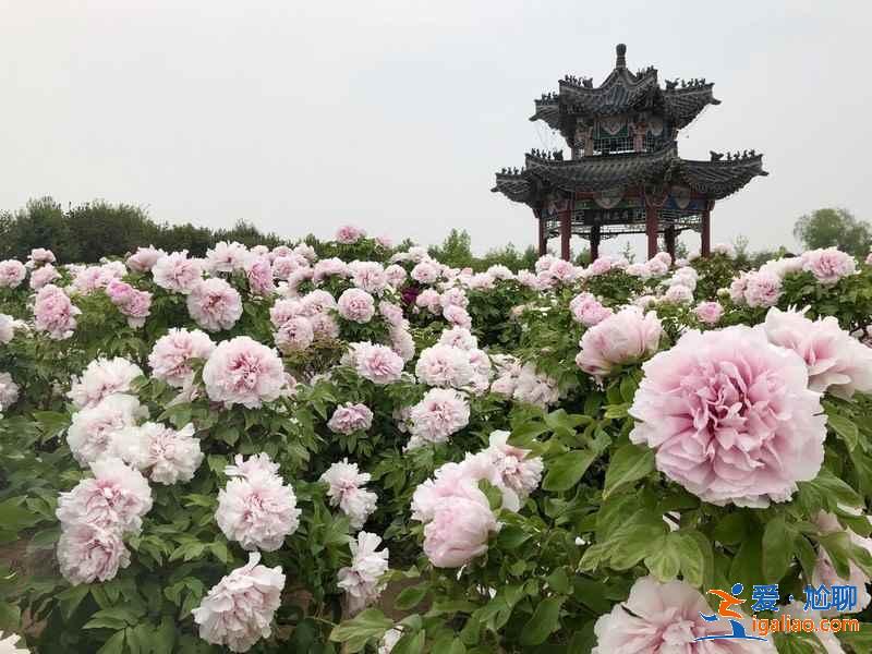 【菏澤有什么玩的】菏澤有什么旅游景點，菏澤有什么好玩的地方？