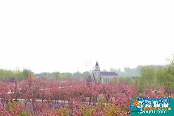 2021北京藍調莊園櫻花花海旅游季活動攻略？
