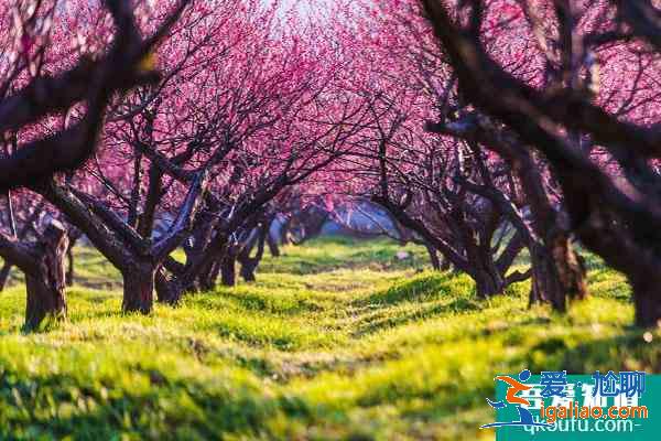 無錫看梅花的地方 無錫賞梅哪里最好？