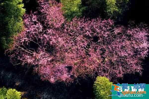 2021宜興賞櫻花的地方有哪些 賞櫻打卡地推薦? 2021宜興賞櫻花的地方有哪些 賞櫻打卡地推薦?