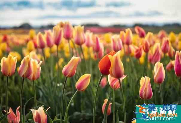 2021泰州秋雪湖郁金香花展時間及活動詳情？