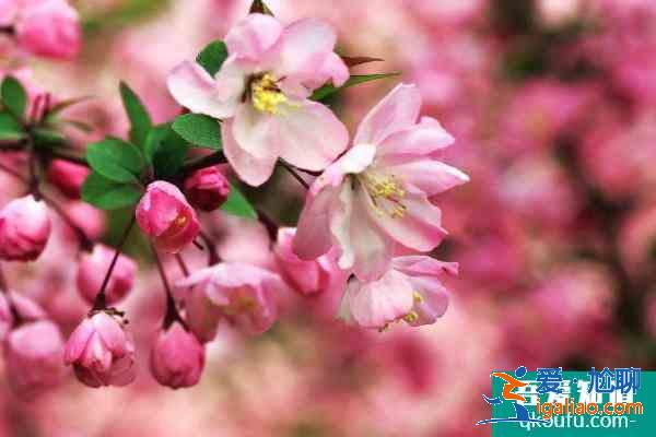 2021鄭州清明節(jié)去哪里玩比較好 鄭州清明節(jié)賞花踏青好去處？