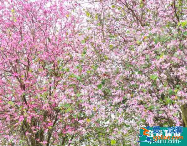 柳州紫荊花什么時候開? 柳州紫荊花什么時候開?