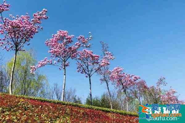 2021鄭州清明節(jié)去哪里玩比較好 鄭州清明節(jié)賞花踏青好去處？