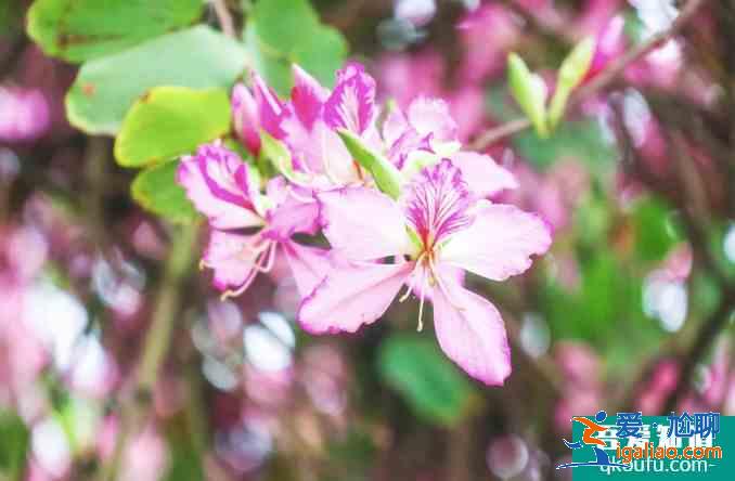 柳州紫荊花什么時候開? 柳州紫荊花什么時候開?