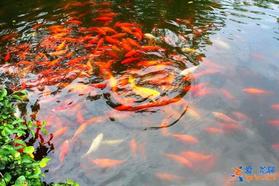 楊公堤上有什么景點?楊公堤附近景點有什么?? 楊公堤上有什么景點?楊公堤附近景點有什么??