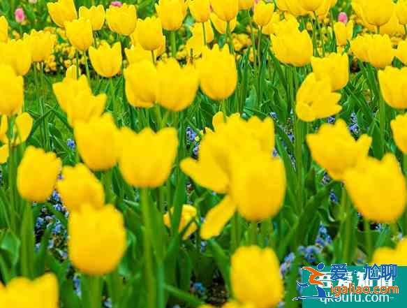 2021年4月上海花展時間表 上海賞花最漂亮的地方？