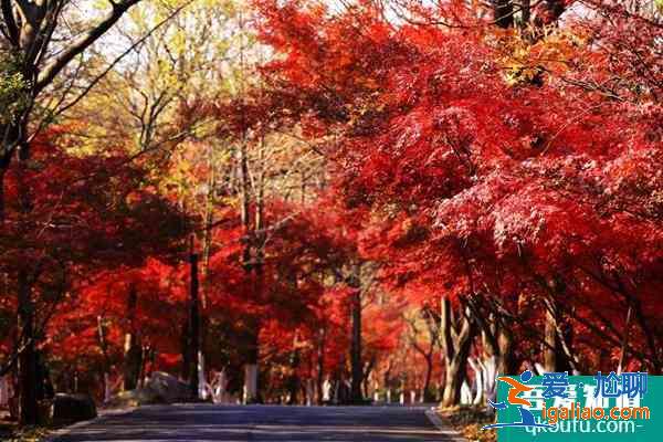 2022南京年卡如何辦理 南京年卡使用說明？