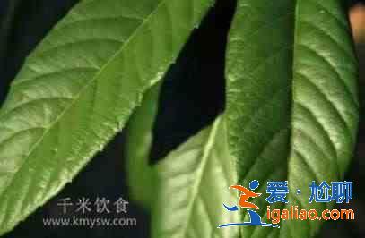 枇杷葉煮水喝有哪些功效？？