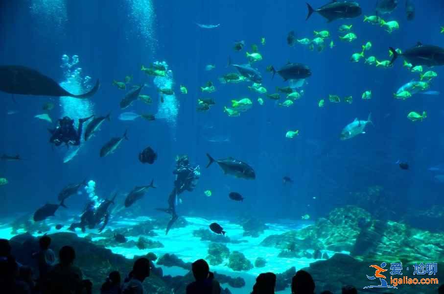 大溪地有什么好玩的,大溪地旅游必體驗項目? 大溪地有什么好玩的,大溪地旅游必體驗項目?