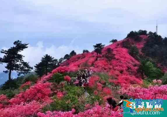 湖北春季十大賞花線路？