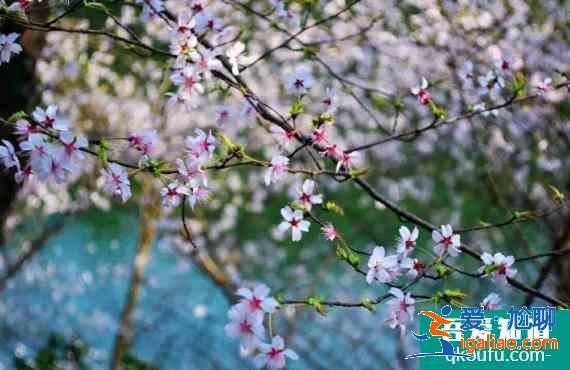 湖北春季十大賞花線路？