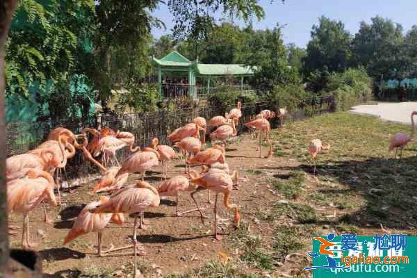 2021秦皇島野生動(dòng)物園門票多少一張？