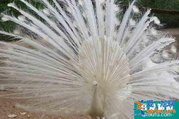 2021秦皇島野生動(dòng)物園門票多少一張？