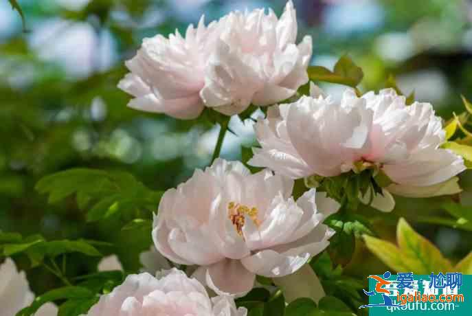 2021洛陽牡丹花哪里最好看? 2021洛陽牡丹花哪里最好看?