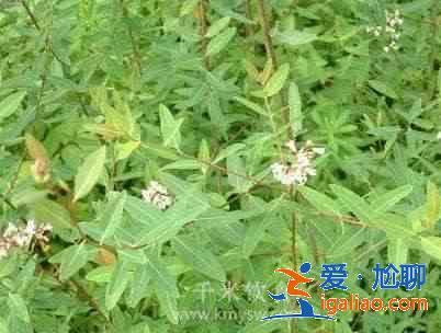 羅布麻能降高血壓嗎？？