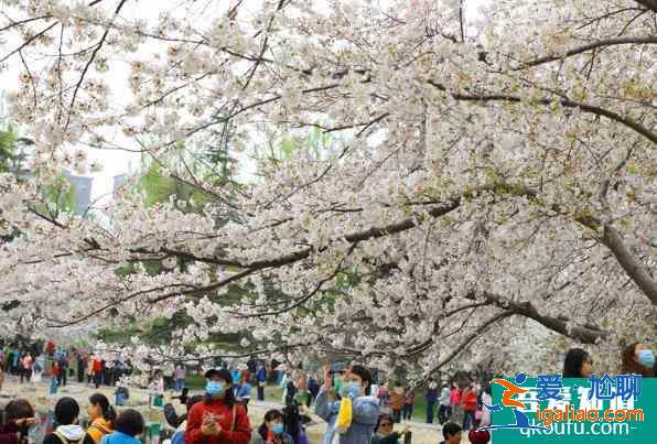 2021北京玉淵潭櫻花最佳賞花期？