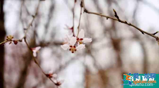 石家莊春季賞花地點(diǎn)推薦？