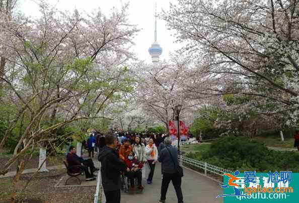2021北京玉淵潭櫻花最佳賞花期？