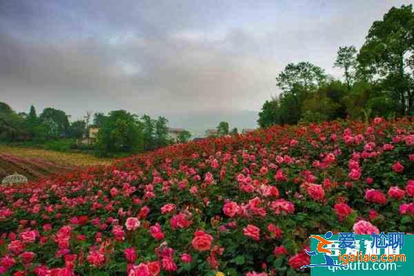 2021重慶五一賞花旅游去哪好？