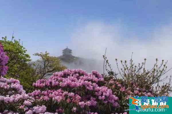 2021重慶五一賞花旅游去哪好？