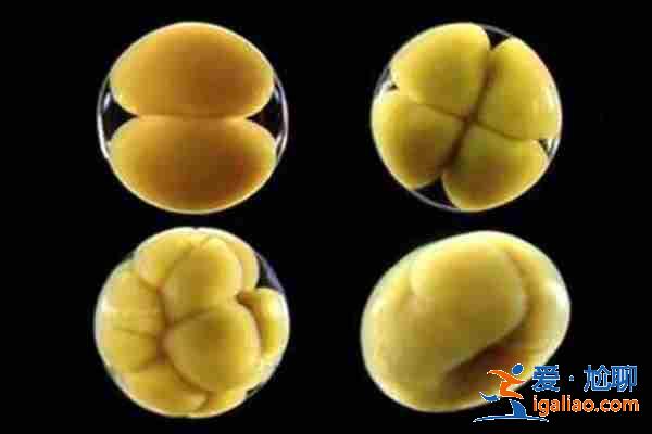 成都地下三代試管可靠嗎「權威技術」？