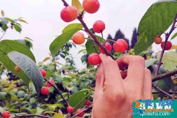 2021成都櫻桃節是幾月幾日 成都櫻桃節活動詳情？