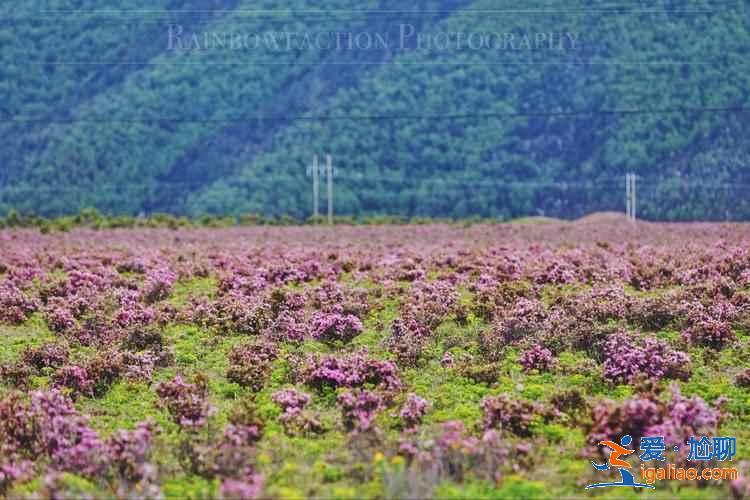 香格里拉旅游注意事項,香格里拉旅游貼士? 香格里拉旅游注意事項,香格里拉旅游貼士?
