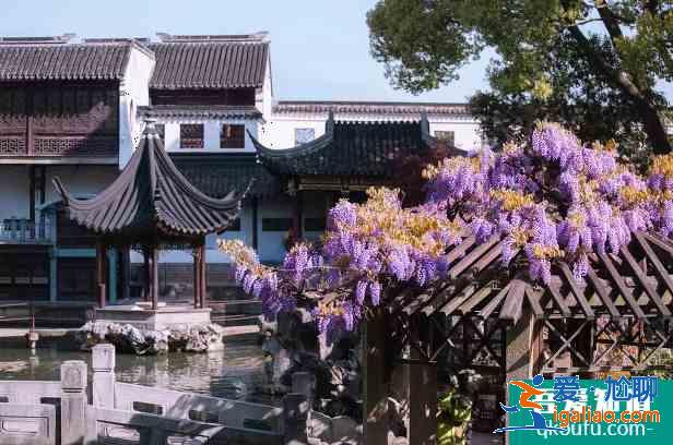 2021蘇州紫藤花什么時候開花？