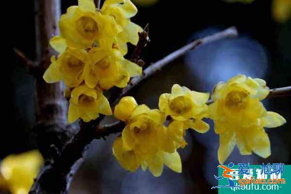 北京臘梅什么時候開花？