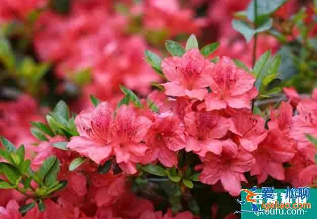 溫州杜鵑花什么時候開花 2021溫州杜鵑花哪里最出名？