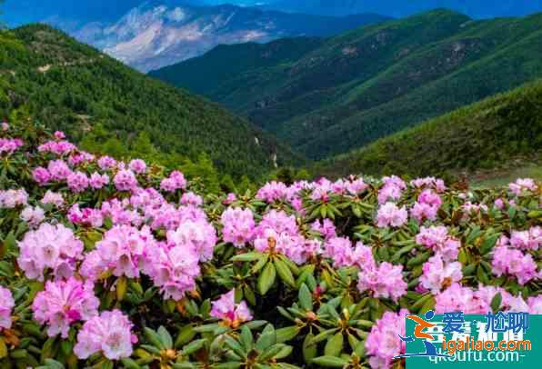 溫州杜鵑花什么時候開花 2021溫州杜鵑花哪里最出名？