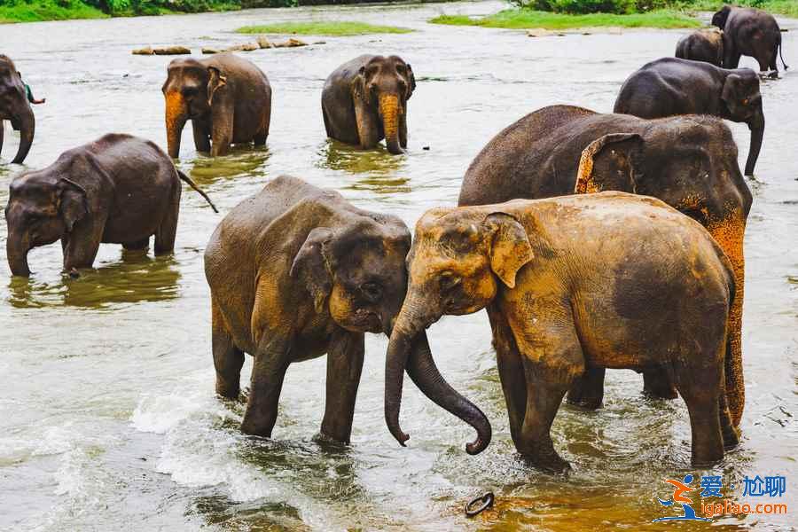 斯里蘭卡中東部五日游怎么玩，斯里蘭卡中東部五日游玩攻略？