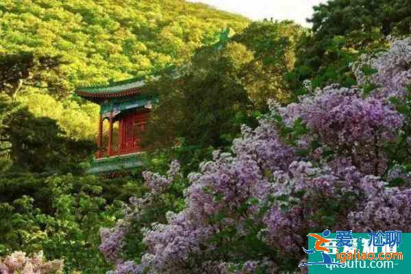 2021戒臺寺丁香旅游文化節(jié)開幕時間？