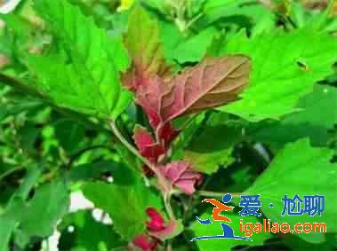 灰菜有毒嗎？？
