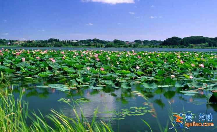 鮮為人知的處女地:四川康定荷花海? 鮮為人知的處女地:四川康定荷花海?