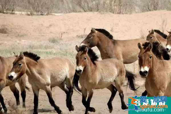 2021武威神州荒漠野生動物園五一開園？