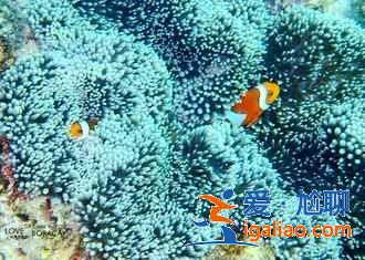 長灘島叢林飛躍高空滑索體驗，長灘島叢林飛躍怎么玩？