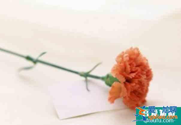 康乃馨花語是什么，母親節(jié)送什么花最適合？