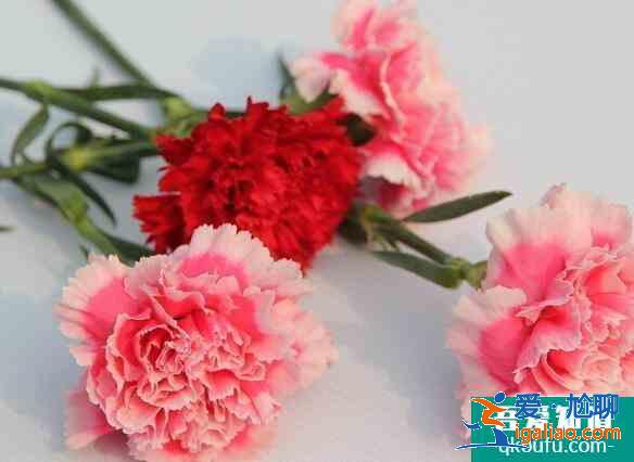 康乃馨花語是什么，母親節(jié)送什么花最適合？