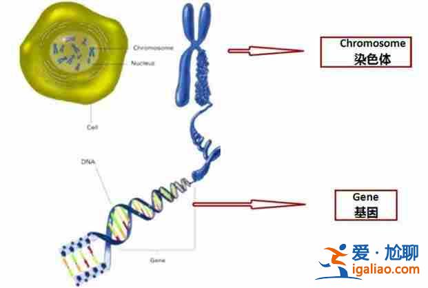 福州正規代媽公司_我們專注于高端助孕？