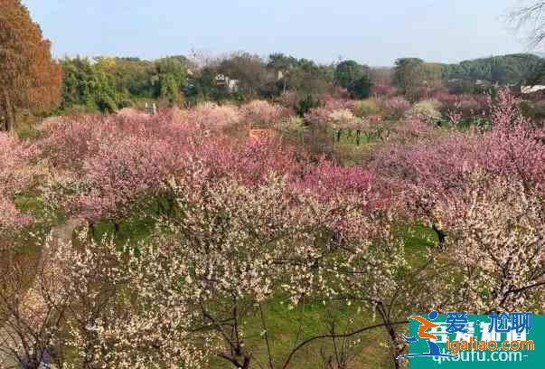 武漢東湖梅園梅花開了嗎 梅花最佳觀賞時間？