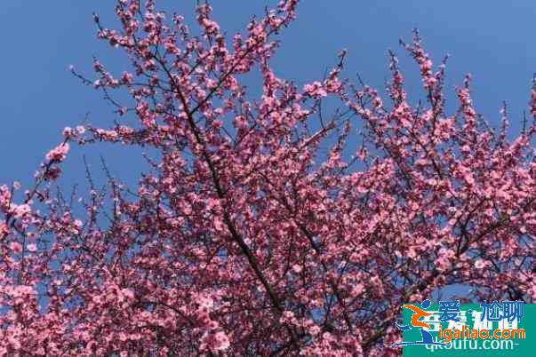 武漢東湖梅園梅花開了嗎 梅花最佳觀賞時間？