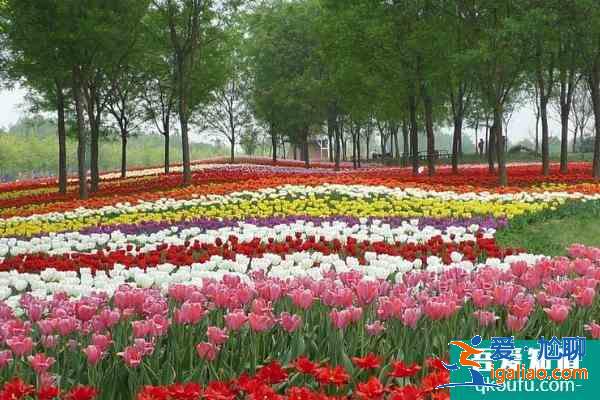 2021北京國際鮮花港郁金香文化節門票？