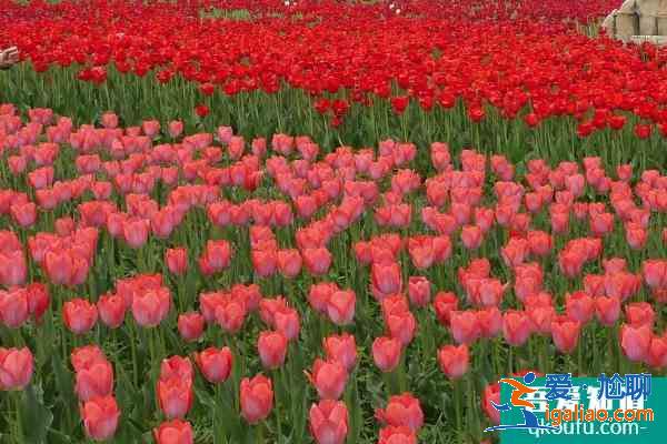 2021北京國際鮮花港郁金香文化節門票？