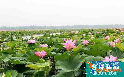 2021岳陽旅游攻略必去景點推薦？