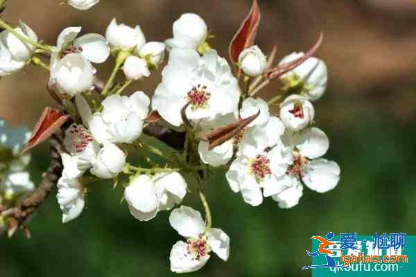 2021定西臨洮縣龍門鎮(zhèn)梨花文化藝術節(jié)開幕時間? 2021定西臨洮縣龍門鎮(zhèn)梨花文化藝術節(jié)開幕時間?